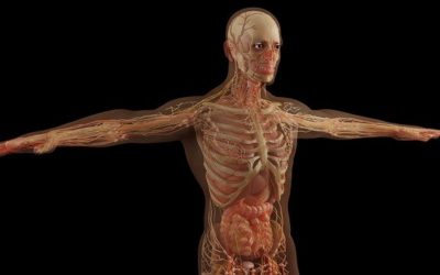 Musculoskeletal ultrasound anatomy videos