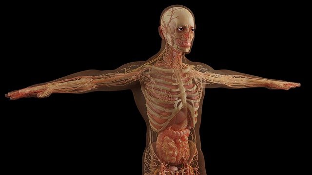 Musculoskeletal ultrasound anatomy videos